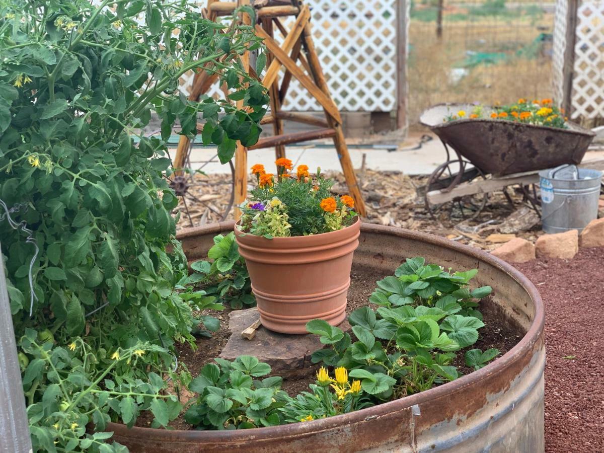 Zion'S Backyard Bed And Breakfast Colorado City Exterior photo